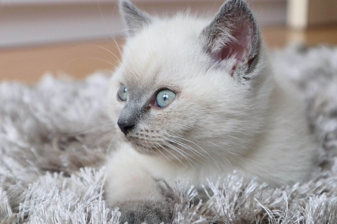 Leo Blue - naše mačiatko