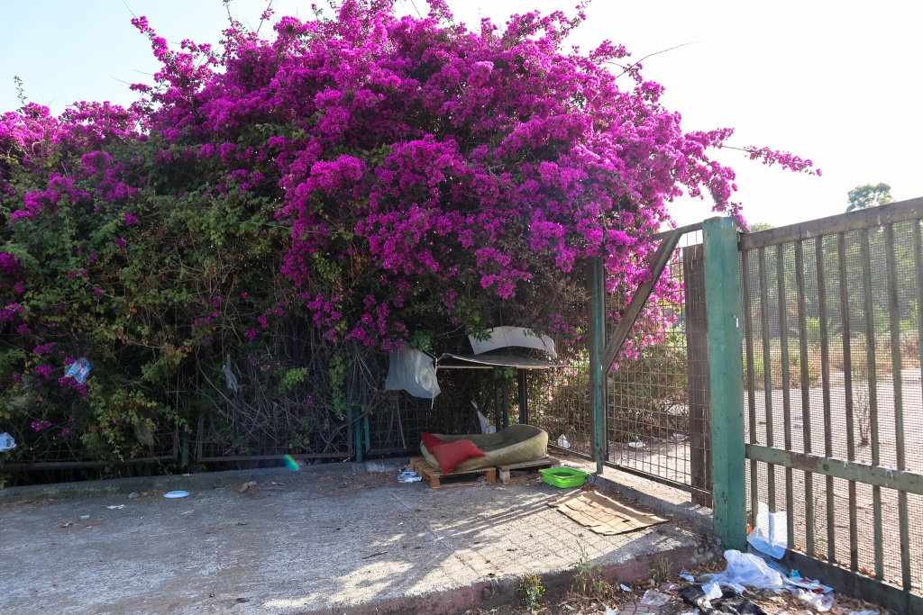 Krásne kvety a útočisko bezdomoveckého psíka v Catanii